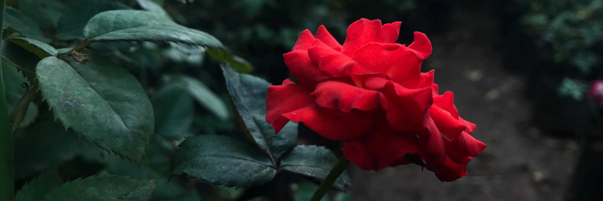 Idrees ادریس banner