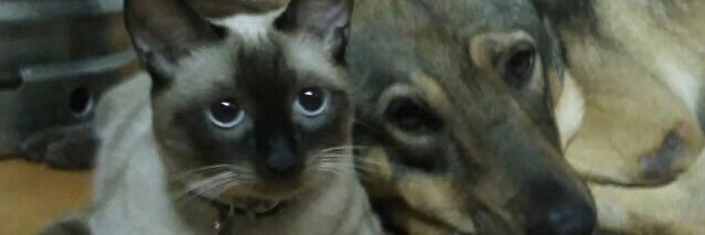 PiterScr's profile banner image