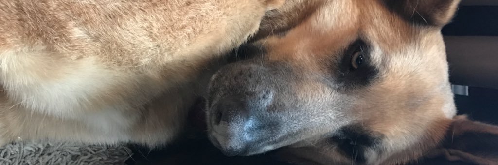 DsDshann's profile banner image