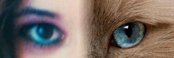 Eva banner