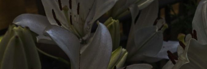 conon_doyle's profile banner image