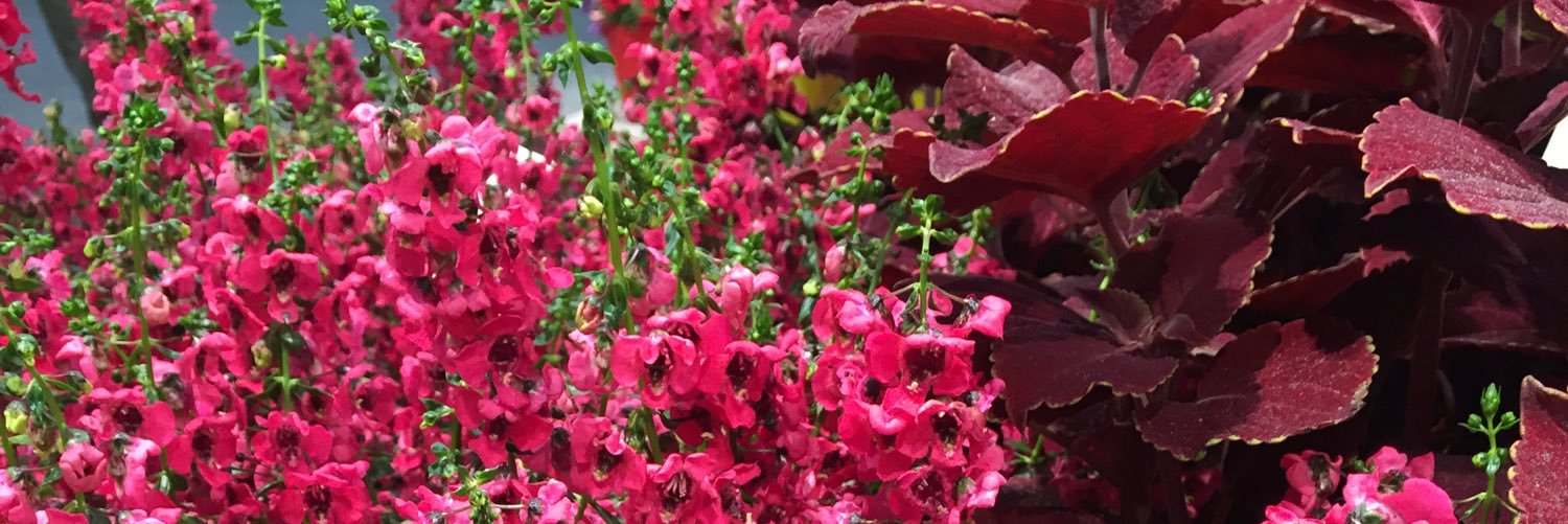 Ball FloraPlant banner