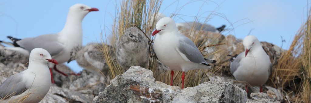 Caroline Isaksson banner