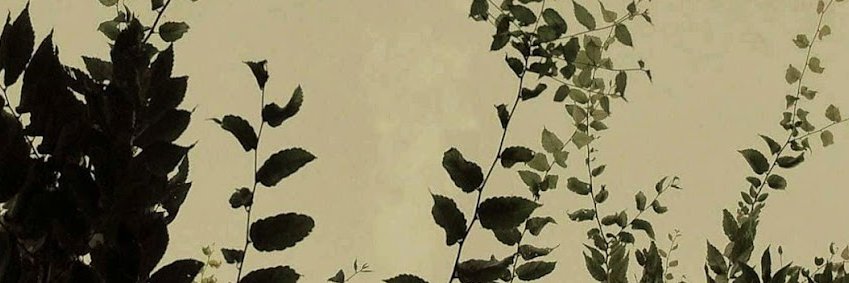 3branches (yosh saegusa) banner