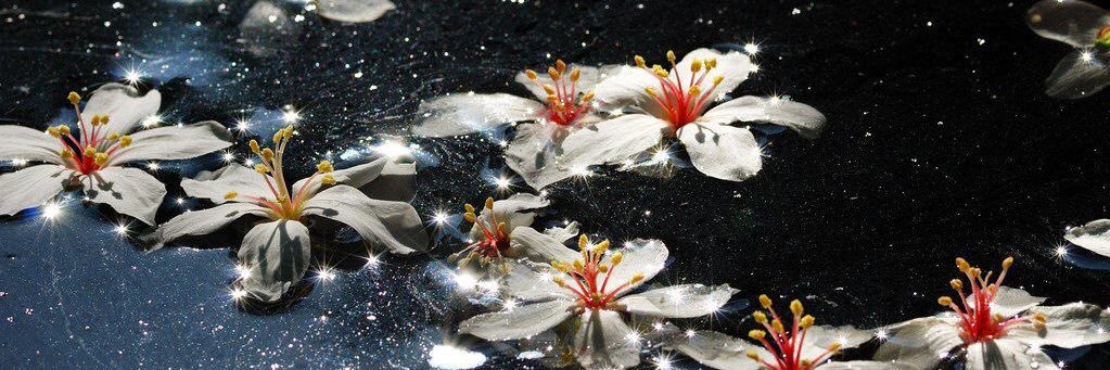 annnaiko's profile banner image