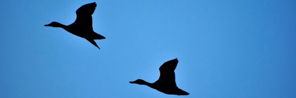 yuz_sosp Profile Banner