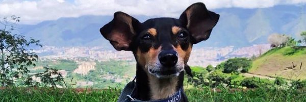 Rosmarbr Profile Banner