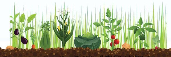 Nutrients for Life banner