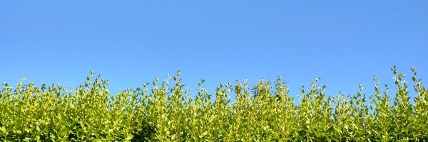 Jean-Pierre Guéguen banner