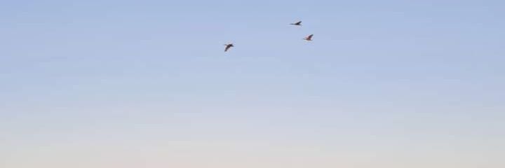 Anis_Fasha's profile banner image