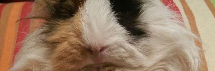 martadebest's profile banner image