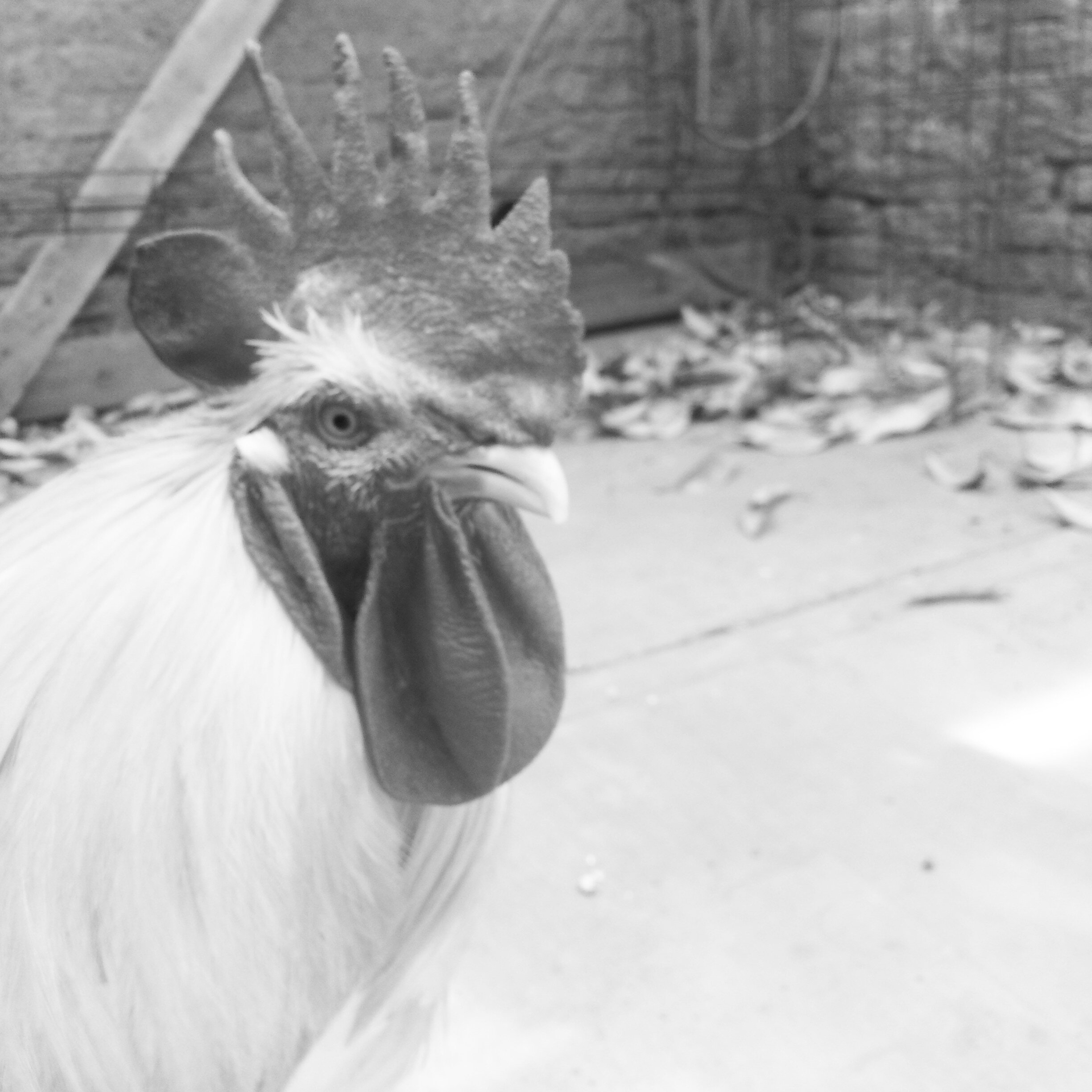 DianaCastillon's profile banner image