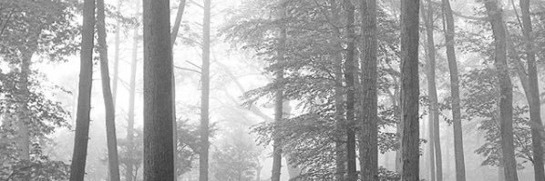 karamandaa's profile banner image