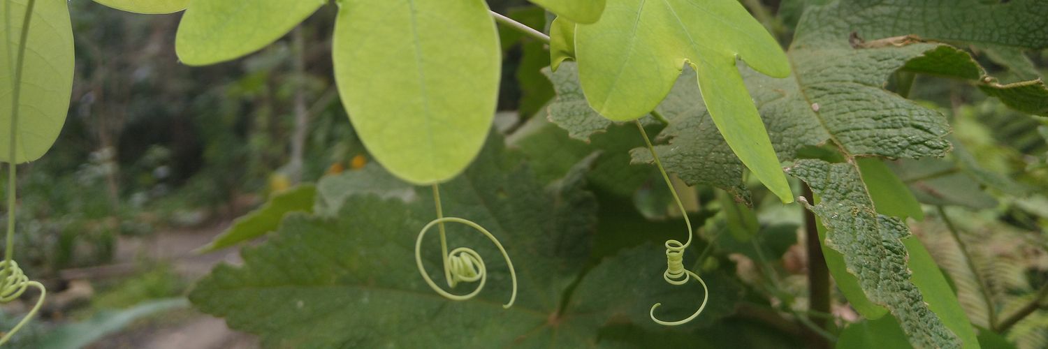 Aurora 🇧🇷 banner