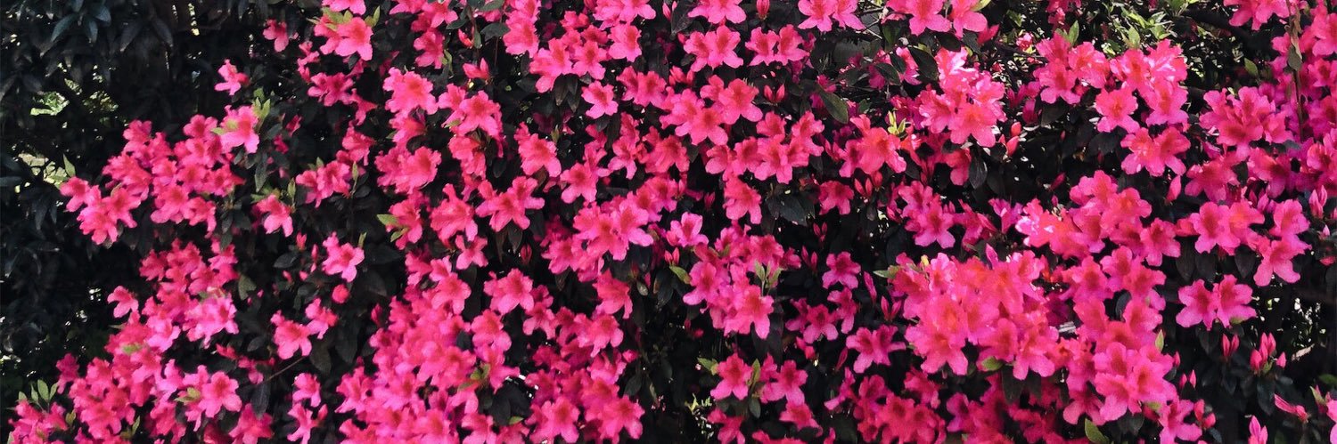 becca_dandy's profile banner image
