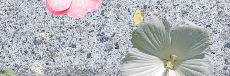 withersui's profile banner image