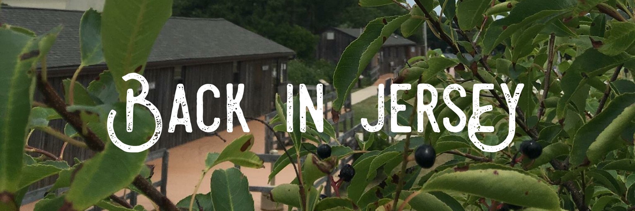 Back in Jersey banner