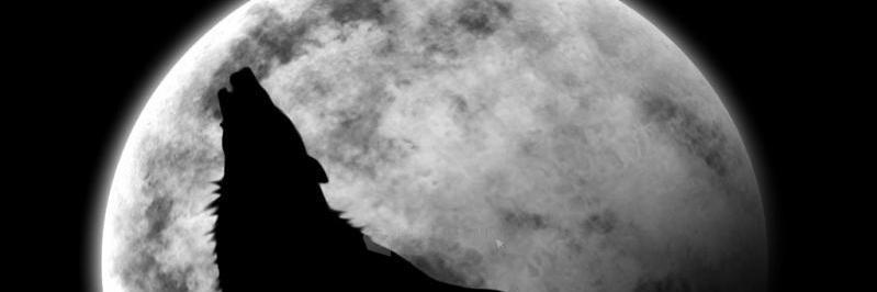 onlykoyote's profile banner image