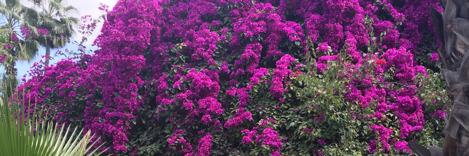 saeema90's profile banner image