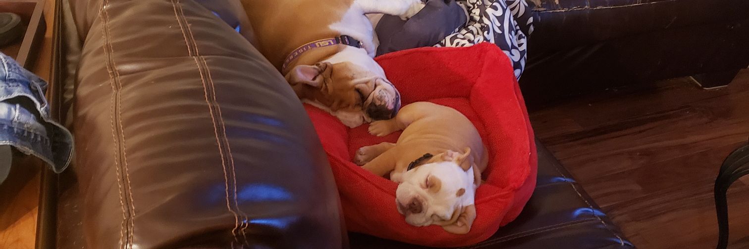 brettbernius🐅 banner