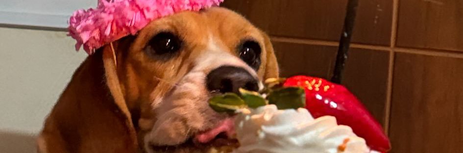 amarilislili_'s profile banner image