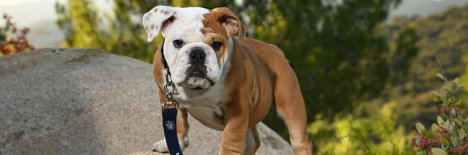 Jack the Bulldog banner