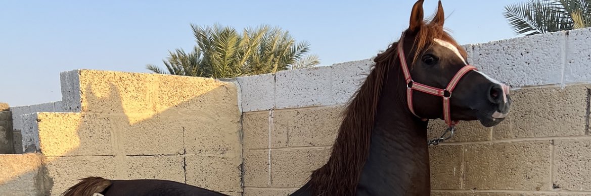 Azzooze449's profile banner image