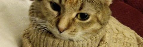 thraybis's profile banner image