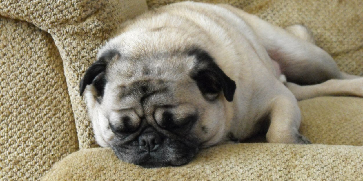 WVPugMom's profile banner image