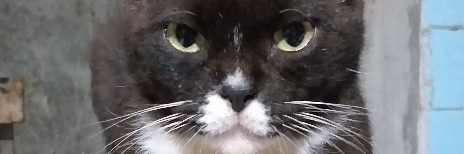 prmdtdmrt's profile banner image