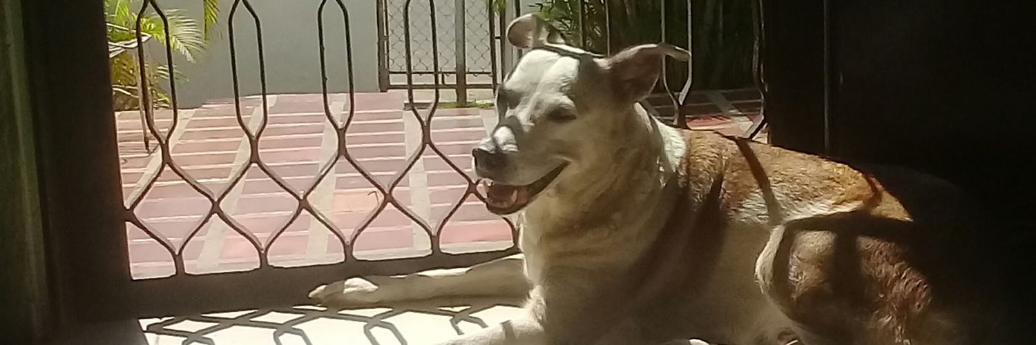 PazelenaM's profile banner image