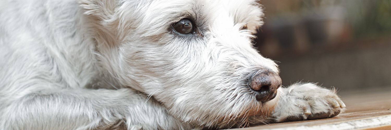 AWolffer's profile banner image