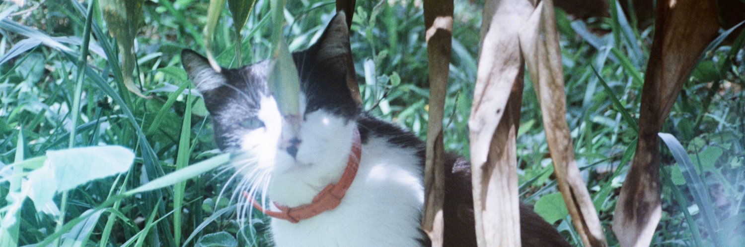 amandiosca's profile banner image