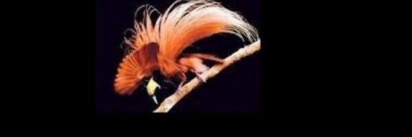 truplapng Profile Banner