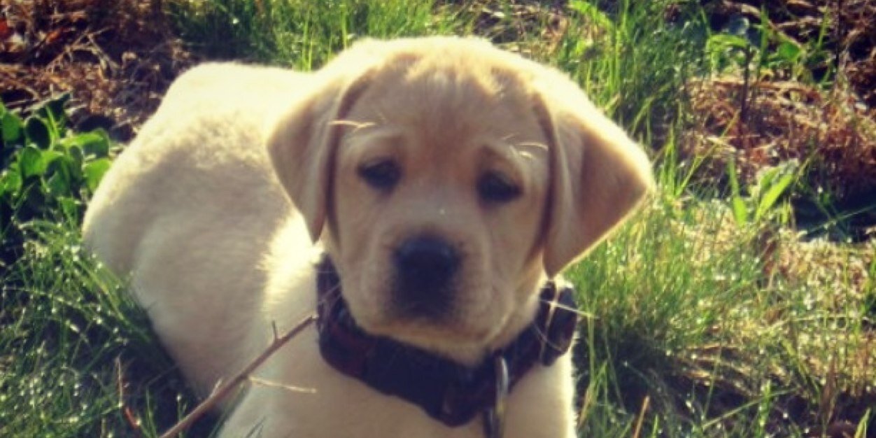 Taylor Nickerson banner