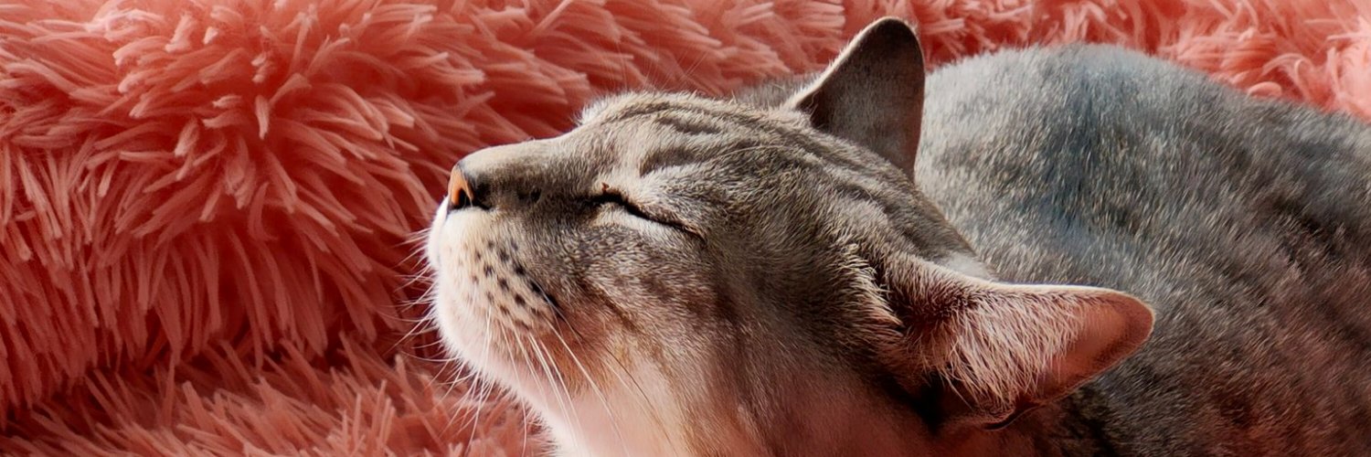 rinrin431029's profile banner image