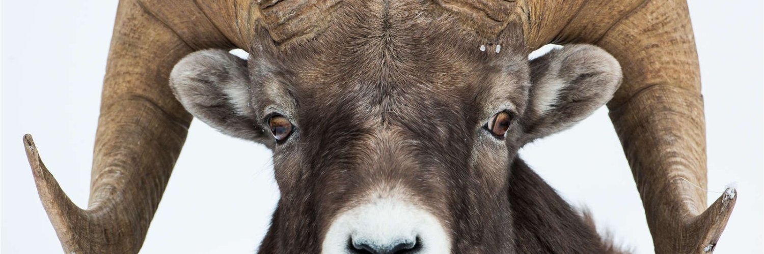 Joseph Cianflone banner