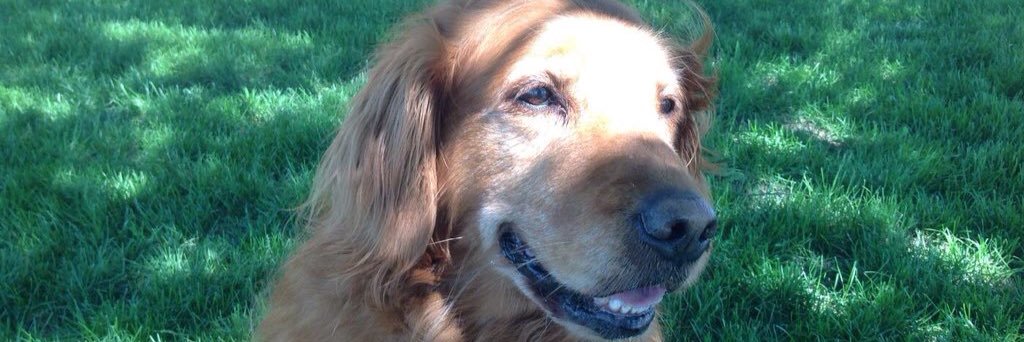 MaggsTheGolden's profile banner image