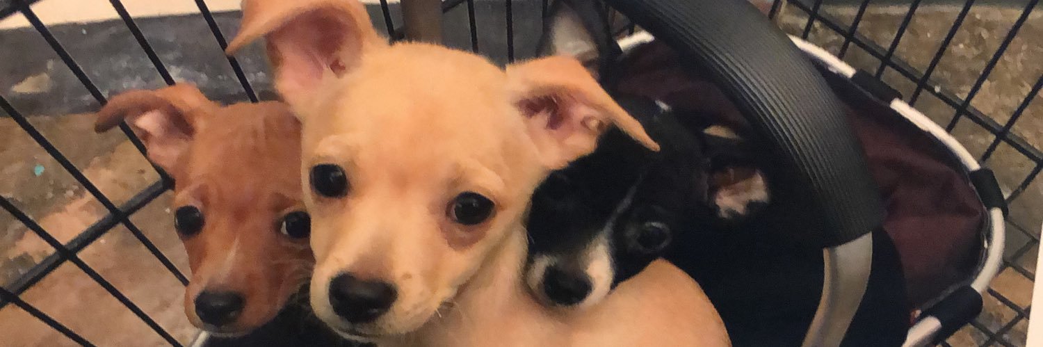 𝒥𝓊𝓁𝒾𝑜 𝒫𝒶𝓀𝑜𝑒𝓃𝒾𝓃𝑔𝓇𝒶𝓉 banner