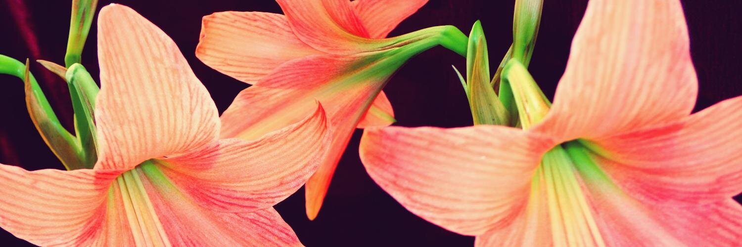 IPSITABISWAS1's profile banner image