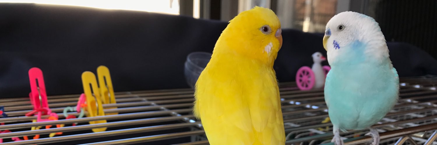 pono_pono3's profile banner image