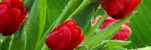 LidiaCeliaEncis's profile banner image