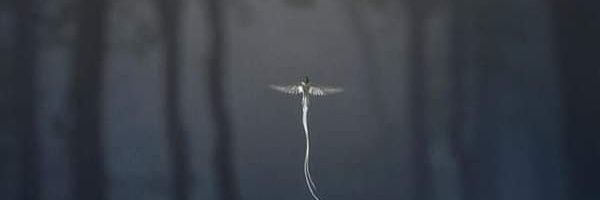 ¡ৡ*˜•*°৯ *`🌺 ৡ ৡ ৡ 🌺`* ৯*°˜ *ৡ! banner