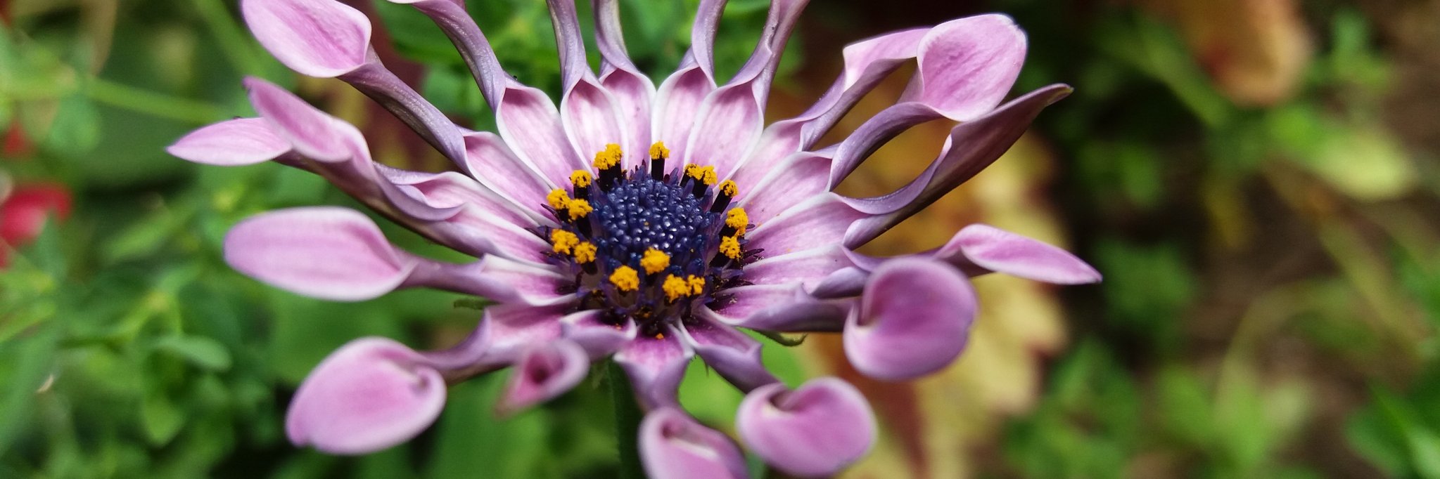 ze_flower's profile banner image