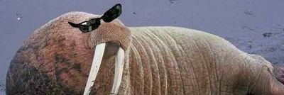 Walrus banner