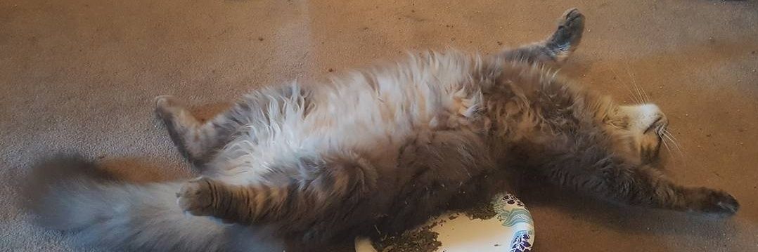 xero 🎮 game called Life banner