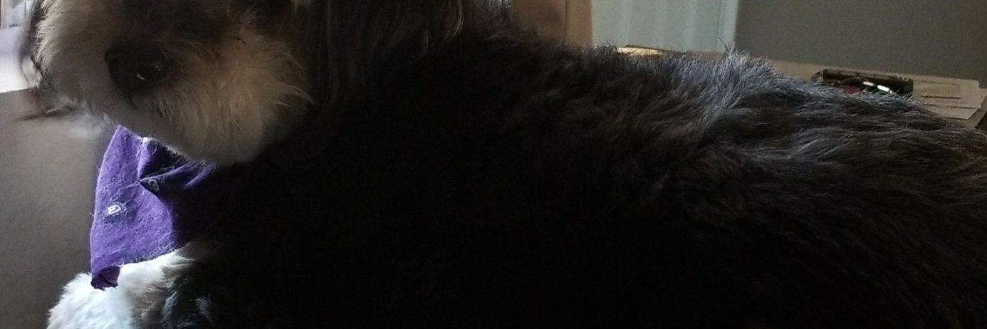 kborrello98's profile banner image