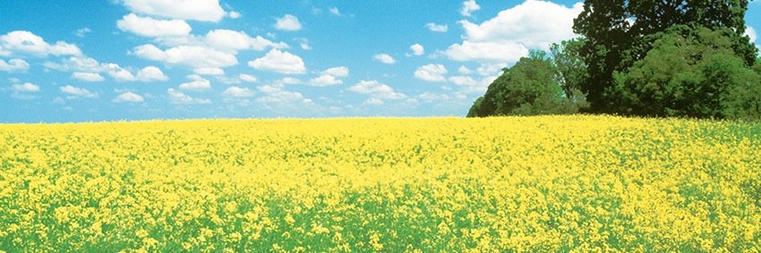 Georgia Papakosta banner