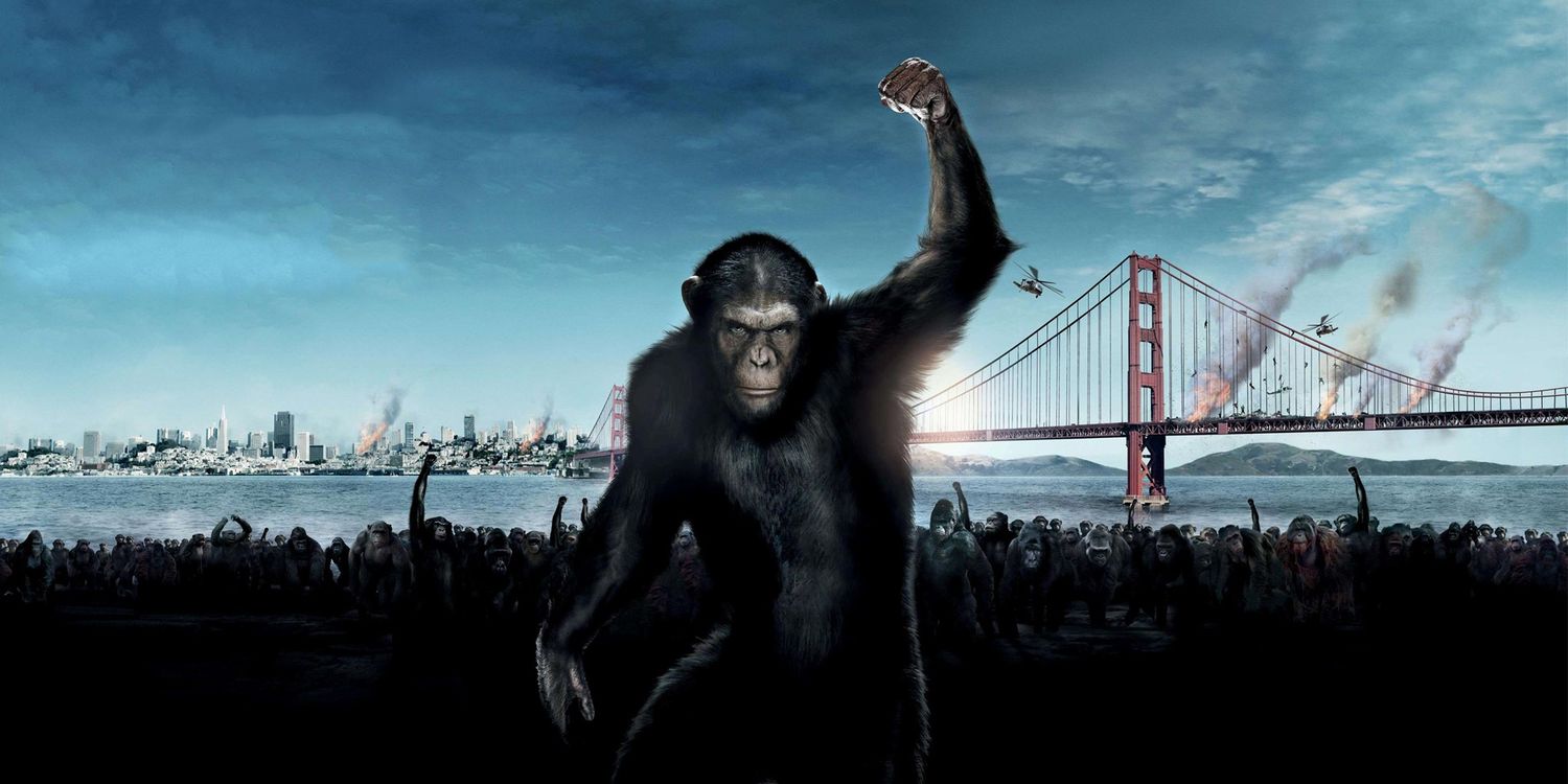 SilverbackSunny banner