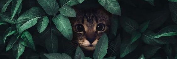 SyuhadaSobri's profile banner image